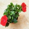 HibisQs® - Volcano Hibiscus » Flowering Plants