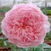Rosa 'Abraham Darby' » Rose Plants