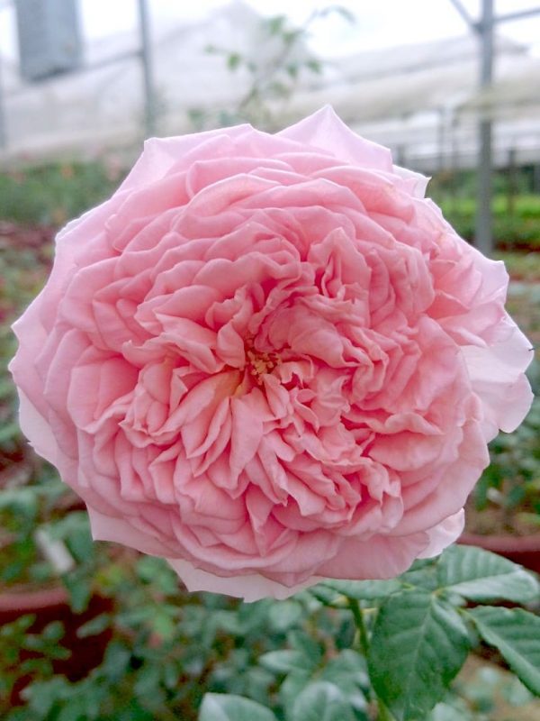 Abraham Darby Rose Rose Plants Teo Joo Guan