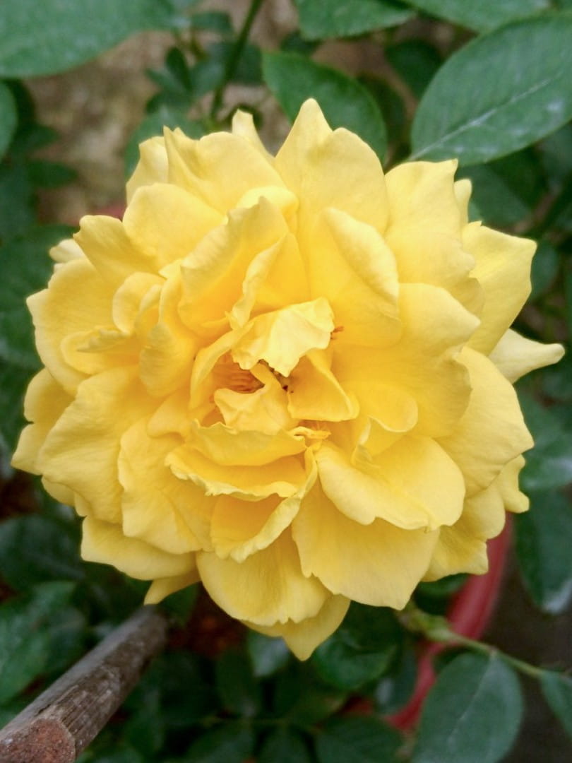 'Absolutely Fabulous' Rose » Rose Plants