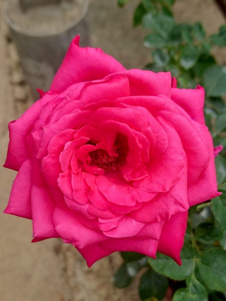 'Alec's Red' Rose » Rose Plants • Teo Joo Guan Horticulture