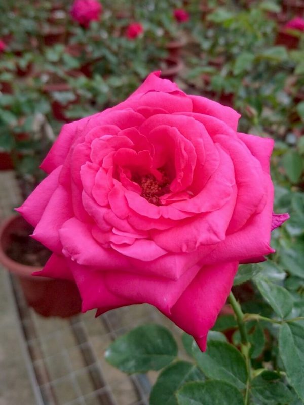 Rosa 'Alec's Red' » Rose Plants