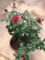'Alec's Red' Rose » Rose Plants • Teo Joo Guan Horticulture