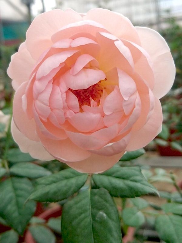 Rosa 'Ambridge' » Rose Plants