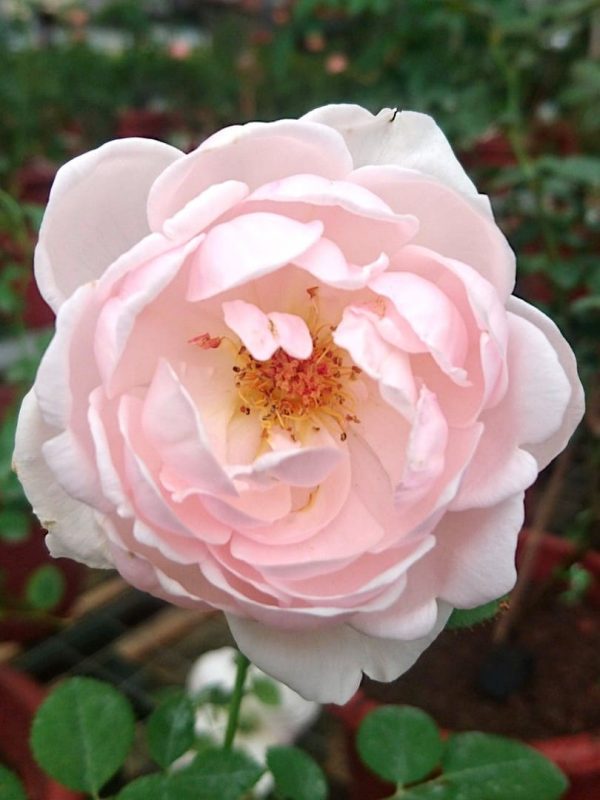 Rosa 'Ambridge' » Rose Plants