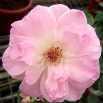 Rosa 'Beverly' » Rose Plants