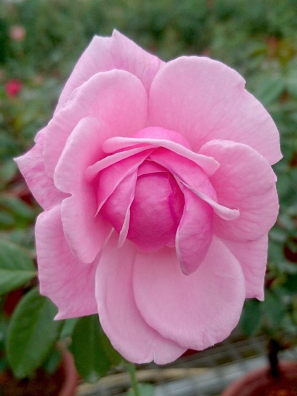 Rosa 'Bishop's Castle' » Rose Plants