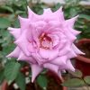 Rosa 'Blue Moon' » Rose Plants
