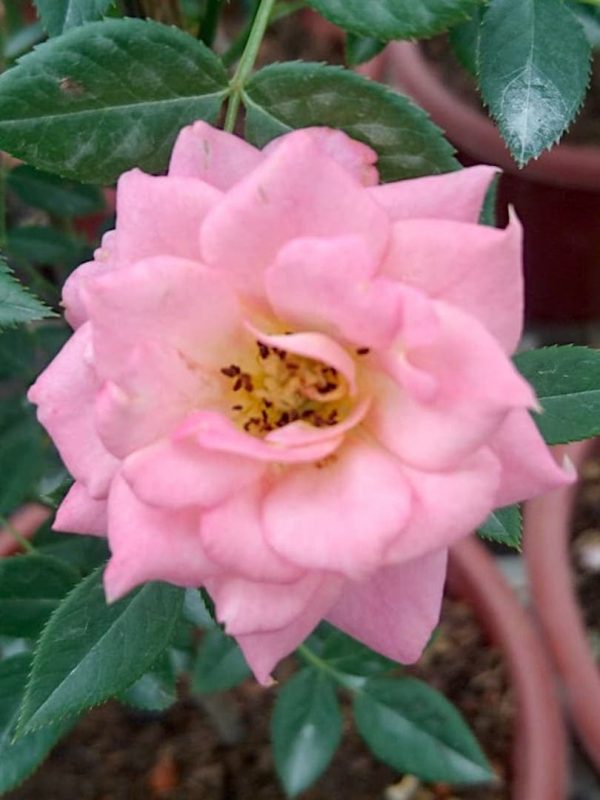 Rosa 'Briosa' » Rose Plants