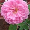 Rosa 'Charles Rennie Mackintosh' » Rose Plants
