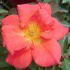Rosa 'Cinco de Mayo' » Rose Plants