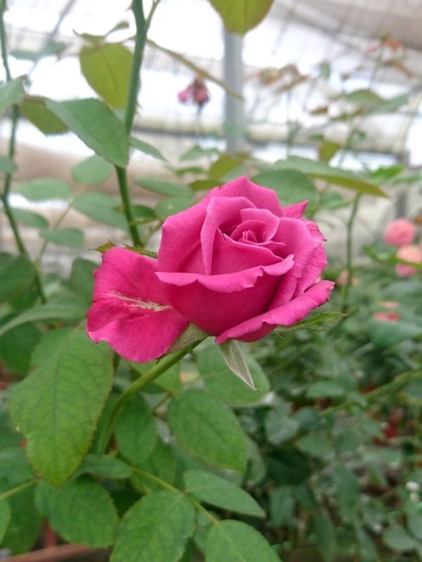 ‘Claude Brasseur’ Rose – Teo Joo Guan
