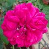 Rosa 'The Dark Lady' » Rose Plants