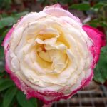 ‘Double Delight’ Rose