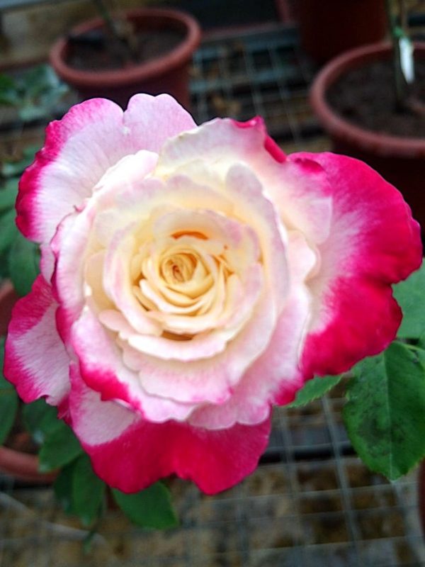 'Double Delight' Rose » Rose Plants