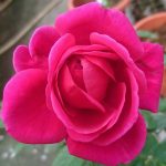 ‘Eve Wine Cellar’ Rose