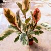 Ficus Elastica Variegated / Rubber Plant » Foliage