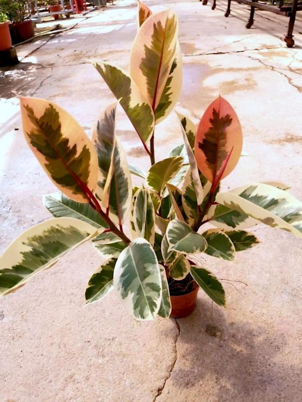 Ficus Elastica Variegated / Rubber Plant » Foliage