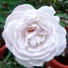Japanese Rose 'Gabriel' Sideview » Rose Plants
