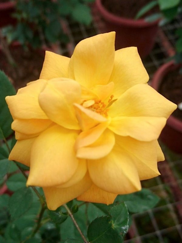 Rosa 'Good as Gold' » Rose Plants