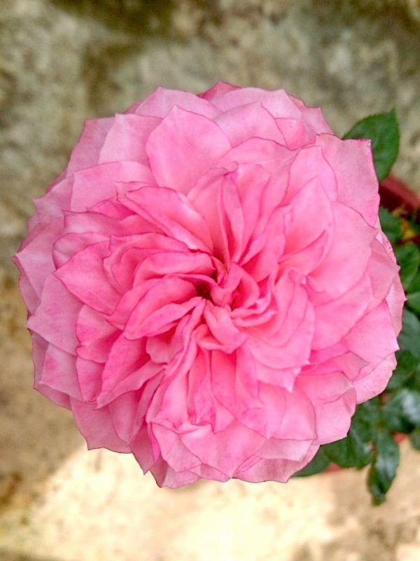 Rosa 'Heart 'n' Soul' » Rose Plants