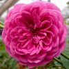 Japanese Rose 'Hector' » Rose Plants