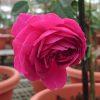 Japanese Rose 'Hector' Blooming » Rose Plants
