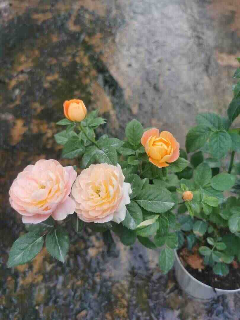'Huan Le Song Juicy Terrazza' Rose Cluster Bloom » Rose Plants 'Huan Le Song Juicy Terrazza Rose' » Rose Plants