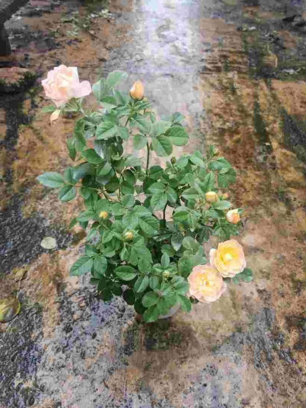 ‘Huan Le Song’ Juicy Terrazza Rose Plant » Rose Plants