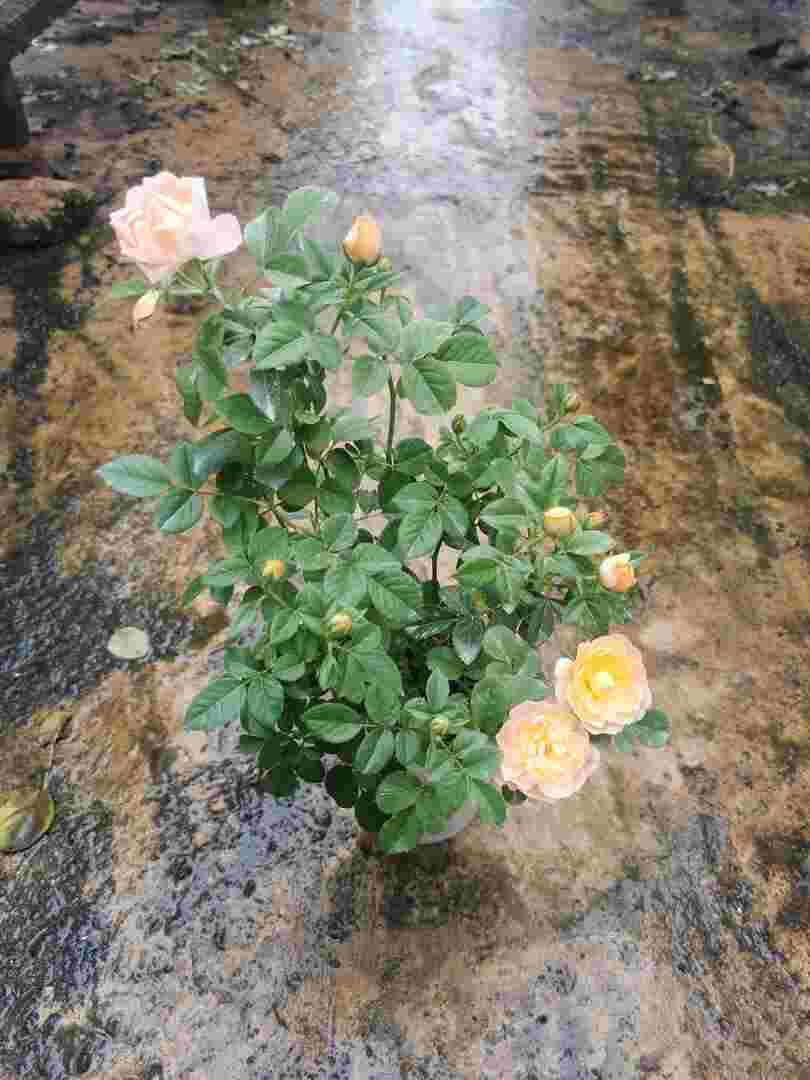 'Huan Le Song Juicy Terrazza' Rose Cup » Rose Plants ‘Huan Le Song’ Juicy Terrazza Rose Plant » Rose Plants