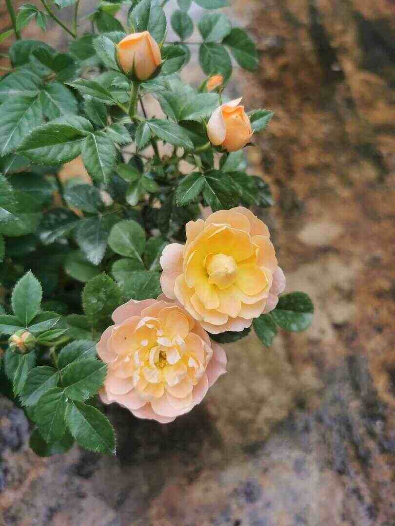 'Huan Le Song Juicy Terrazza' Rose Spent Bloom » Rose Plants 'Huan Le Song Juicy Terrazza Rose' » Rose Plants