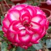 Rosa 'Imp' Blooming » Rose Plants
