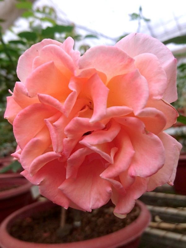 Rosa 'Isabelle Autissier' » Rose Plants