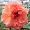 Rosa 'Isabelle Autissier' » Rose Plants