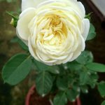 Rosa 'Kronprinsesse Mary' » Rose Plants