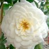 'Lady Romantica' Rose » Rose Plants