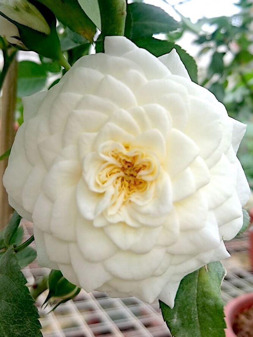 'Lady Romantica' Rose » Rose Plants