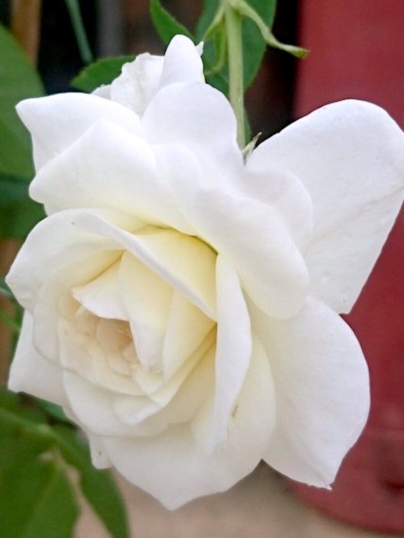 'Lady Romantica' Rose » Rose Plants