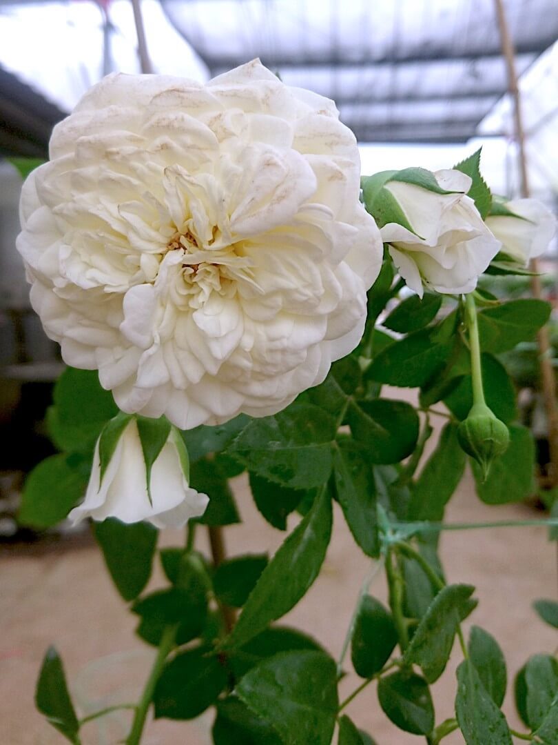 'Lady Romantica' Rose » Rose Plants