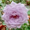 Japanese Rose 'Lapis Lazuli' » Rose Plants