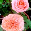 'London Eye' Roses » Rose Plants