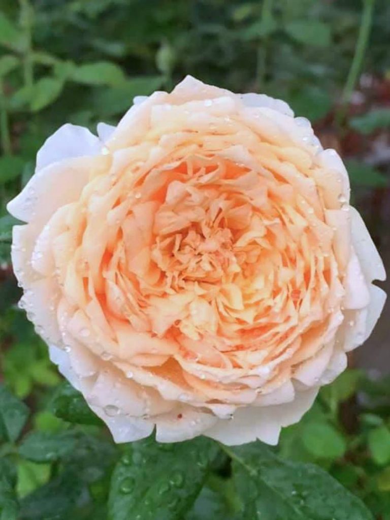 'Masora' Rose » Rose Plants • Teo Joo Guan Horticulture