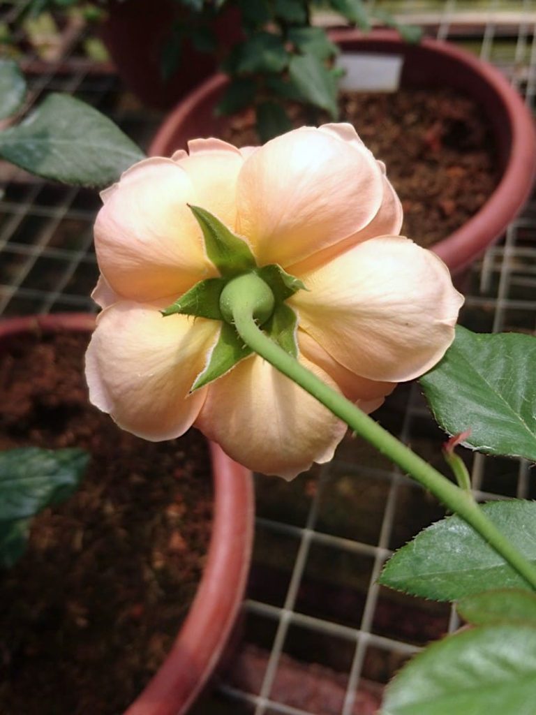 ‘Masora’ Rose » Rose Plants • Teo Joo Guan Horticulture