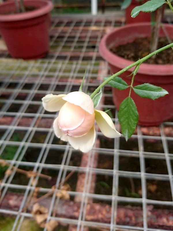 Japanese Rose 'Masora' Blooming » Rose Plants