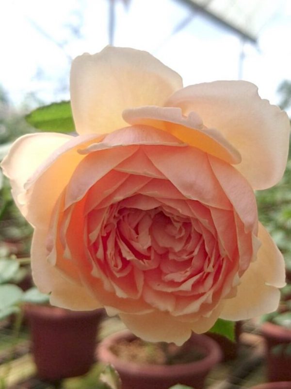 Japanese Rose 'Masora' » Rose Plants