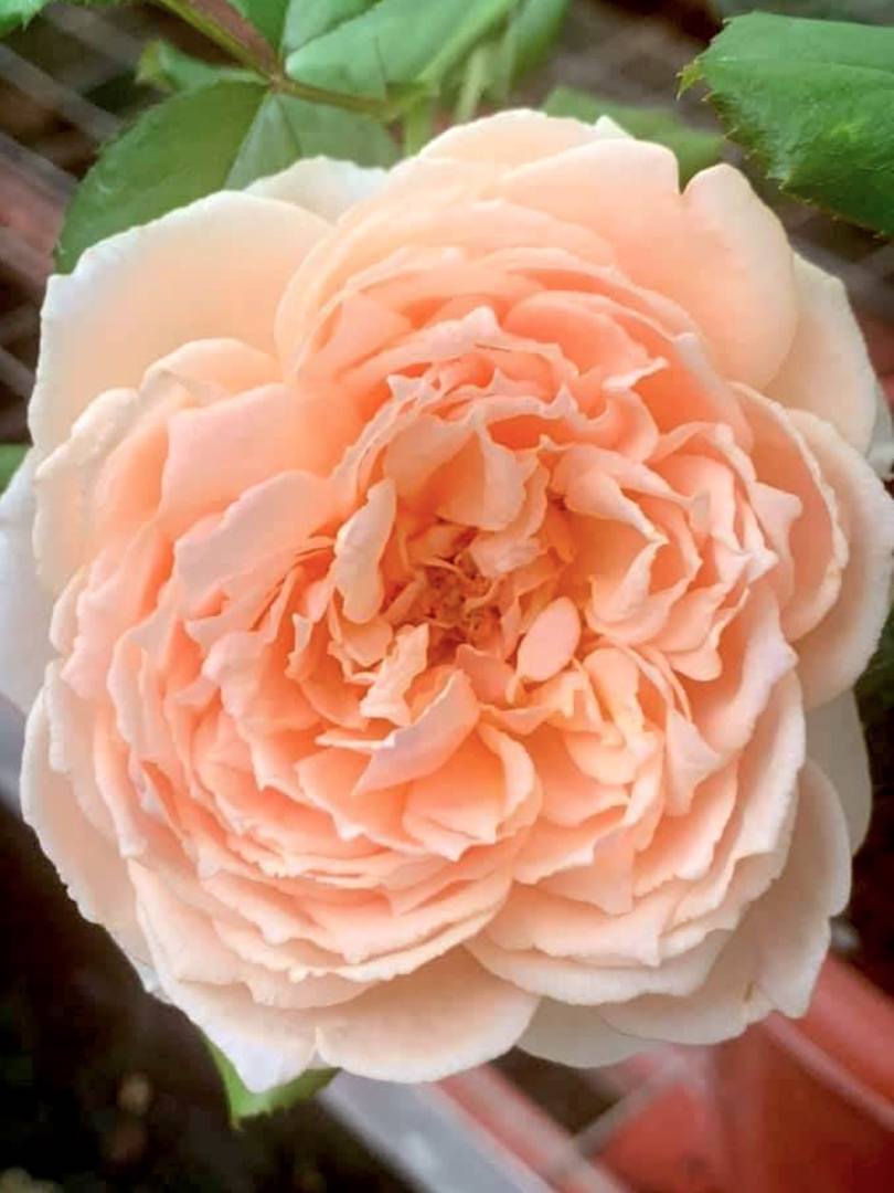 Japanese Rose 'Masora' » Rose Plants