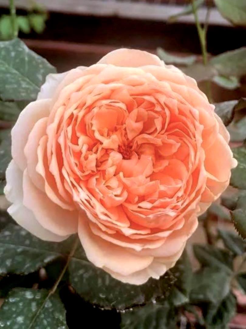 Japanese Rose 'Masora' » Rose Plants