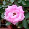 'Mini Eden' Blooming Rose