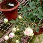 'Mini Eden' Rose Buds