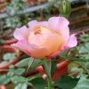 Japanese Rose 'Miyabi Cha' » Rose Plants